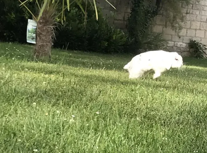 La Buissonnière Couette-café Compiègne